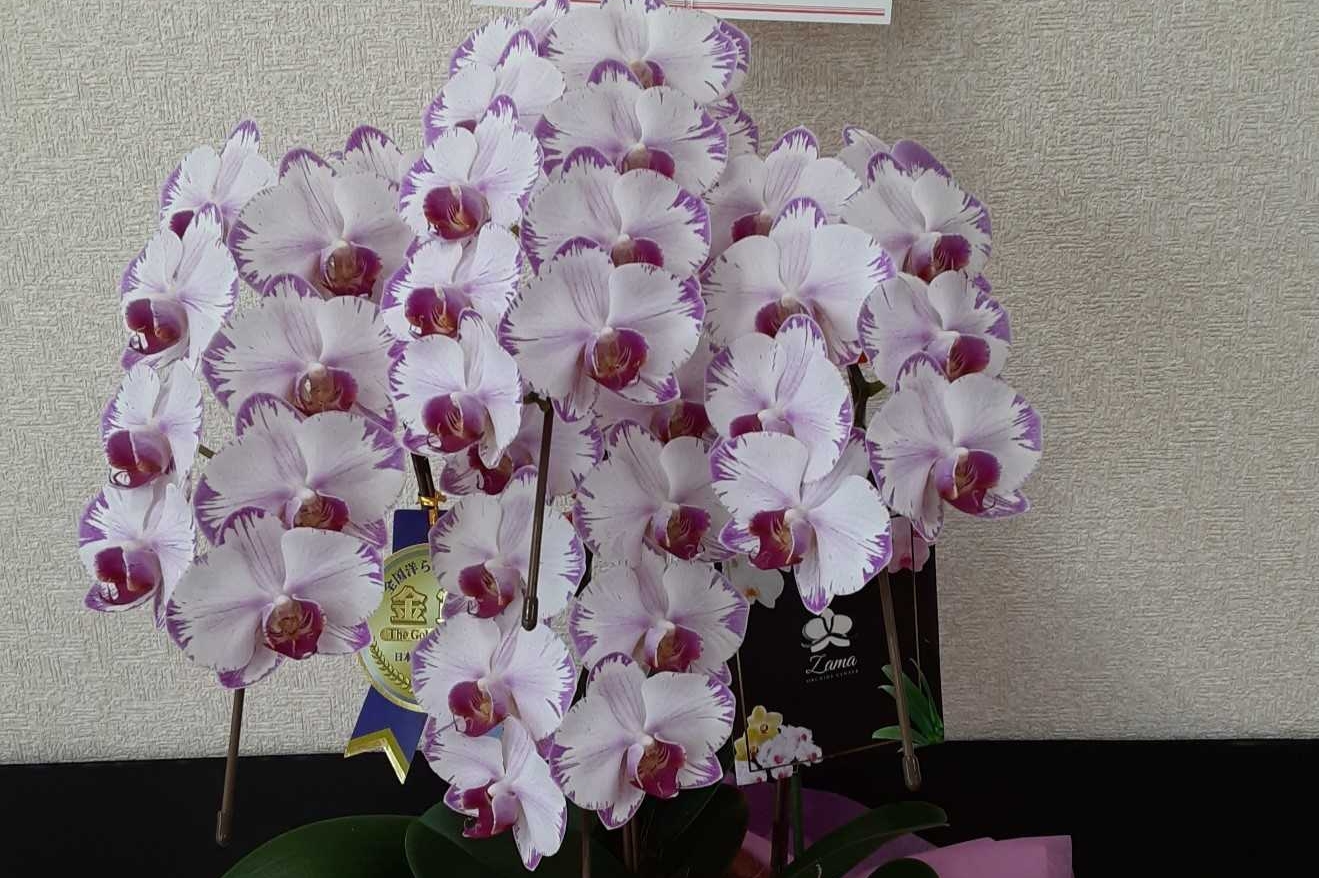お花